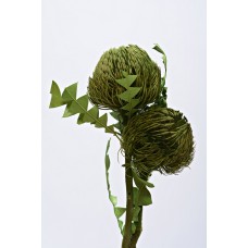 BANKSIA BAXTERII Basil 12"-18" - OUT OF STOCK